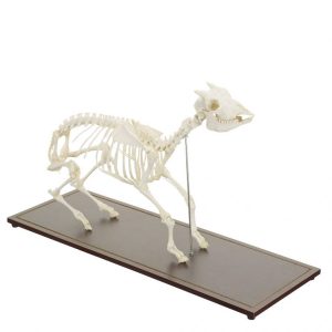 Geit Skelet Model