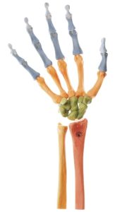 Gekleurd Handskelet Model