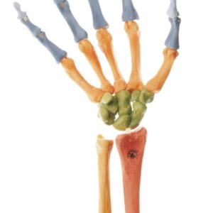 Gekleurd Handskelet Model
