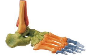 Gekleurd Voetskelet Model