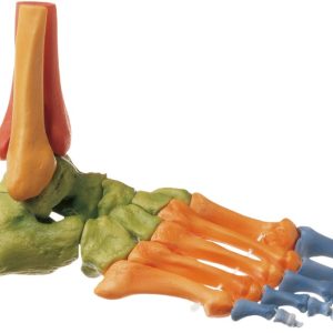 Gekleurd Voetskelet Model