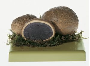 Gele Aardappelbovist Model