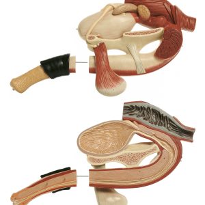 Genitale Organen Model Hengst