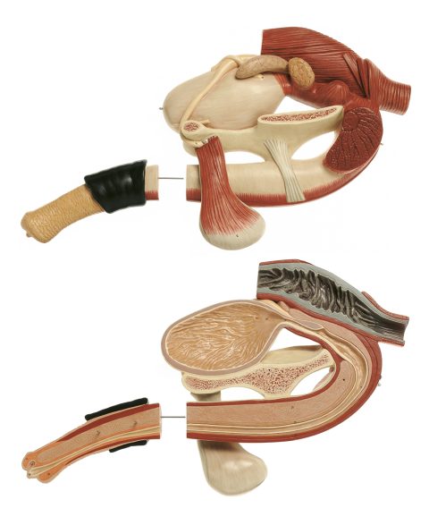 Genitale Organen Model Hengst