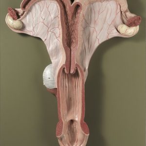 Genitale Organen Model Merrie