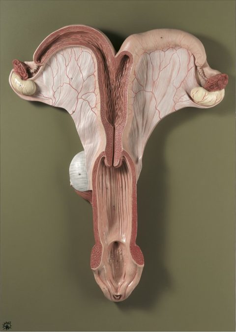 Genitale Organen Model Merrie