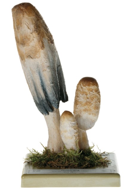 Geschubte Inktzwam Model
