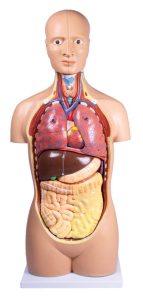 Geslachtsloos Torso Model, 12-delig