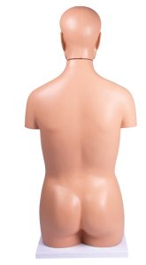 Geslachtsloos Torso Model, 12-delig