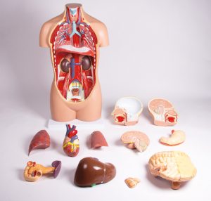 Geslachtsloos Torso Model, 12-delig