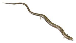 Gestreepte Hazelskink Model