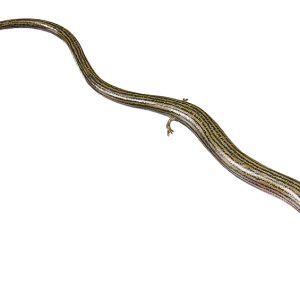 Gestreepte Hazelskink Model