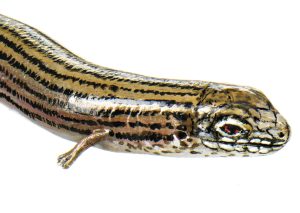 Gestreepte Hazelskink Model