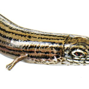 Gestreepte Hazelskink Model