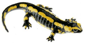 Gestreepte Vuursalamander Model