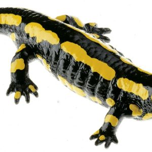 Gestreepte Vuursalamander Model