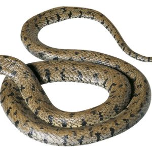 Gevlekte Ringslang Model