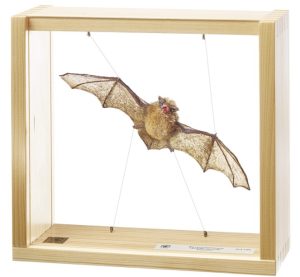 Gewone Dwergvleermuis Model