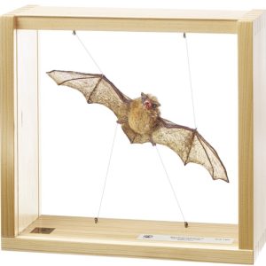 Gewone Dwergvleermuis Model