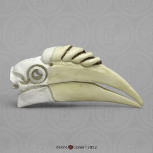 Gewone Jaarvogel Schedelmodel