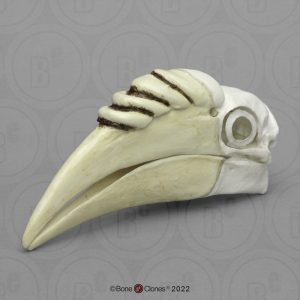 Gewone Jaarvogel Schedelmodel