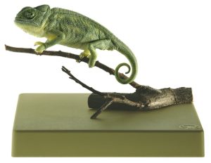 Gewone Kameleon Model