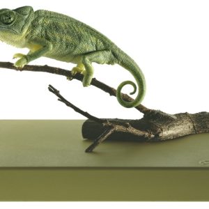 Gewone Kameleon Model