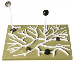 Gewone Kopjesschimmel Model