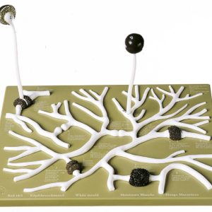 Gewone Kopjesschimmel Model