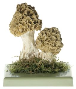 Gewone Morielje Model