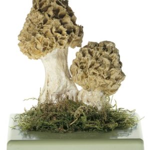 Gewone Morielje Model