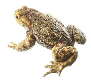 Gewone Pad Model