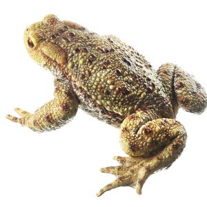 Gewone Pad Model