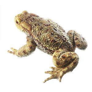 Pad