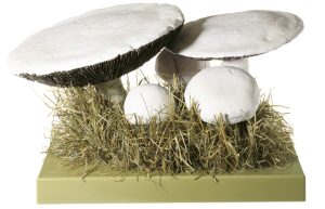 Gewone Weidechampignon Model