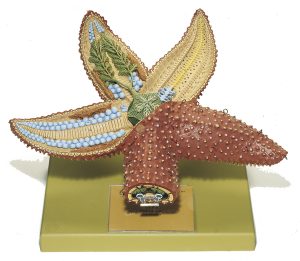 Gewone Zeester Model