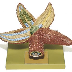 Gewone Zeester Model
