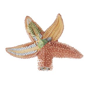 Gewone Zeester Model