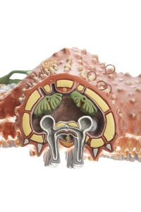Gewone Zeester Model