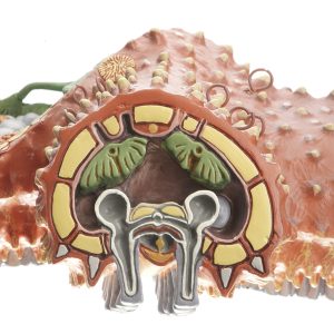 Gewone Zeester Model