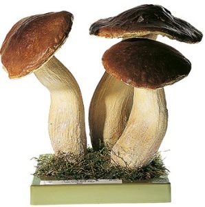 Gewoon eekhoorntjesbrood