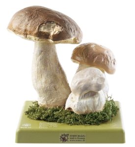 Gewoon Eekhoorntjesbrood Model
