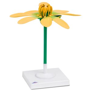 Gewoon Speenkruid Model