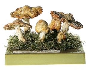 Giftige Vezelkop Model