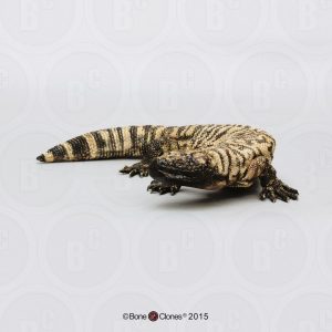 Gilamonster Model