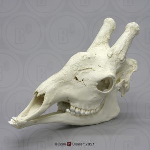 Giraffe Schedel Model