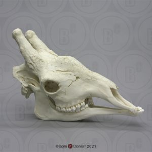 Giraffe Schedel Model