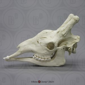 Giraffe Schedel Model