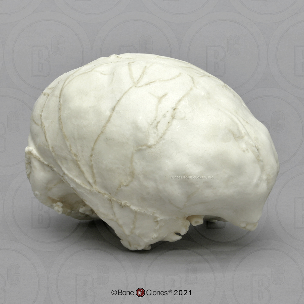 Gorilla Endocast