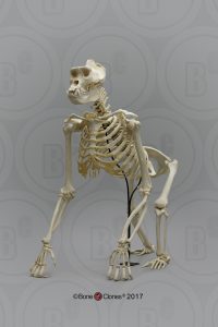 Gorilla Skelet